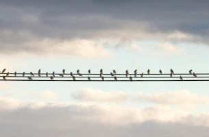 putni uz elektrības vadiem